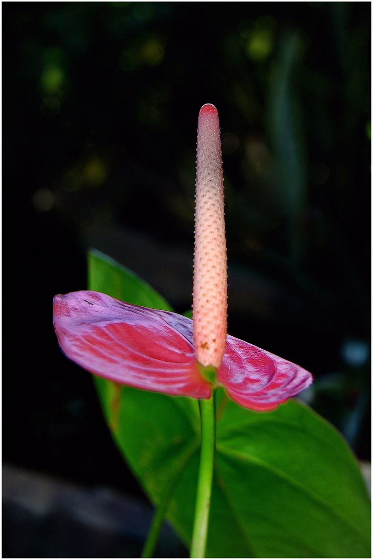 代表独特的花语的花是什么,什么花的花语是惊艳人心的呢