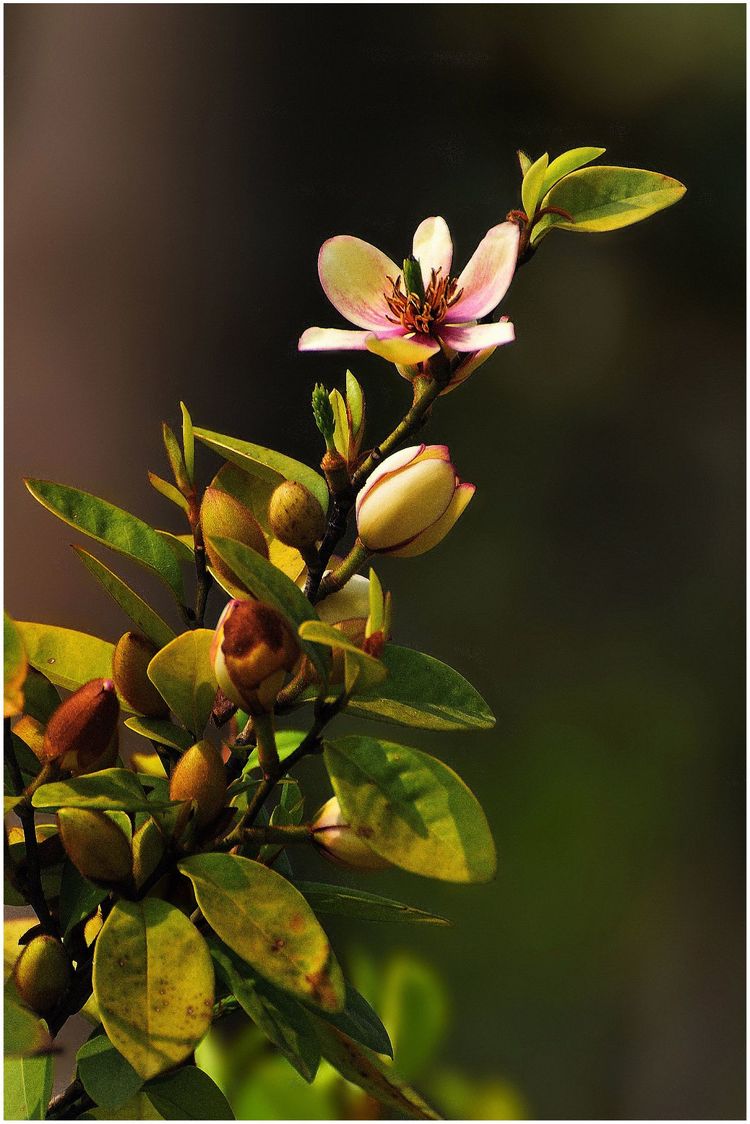 代表独特的花语的花是什么,什么花的花语是惊艳人心的呢