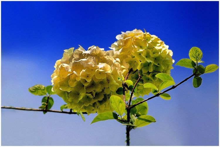 代表独特的花语的花是什么,什么花的花语是惊艳人心的呢