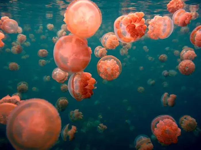 帕劳旅游攻略潜水点,帕劳自由行最值得去的潜水天堂