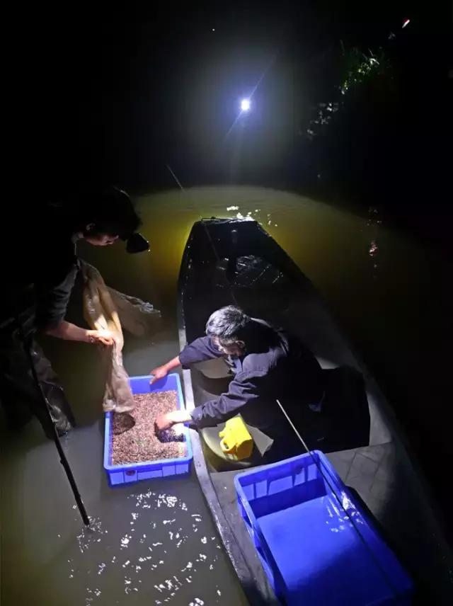 细长的白色水虫,东北小水虫