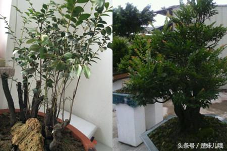 小叶紫檀手串怎么作假,小叶紫檀盆景真假如何鉴别