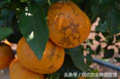 奥丰农技讲解,柑橘保果防病虫害方案