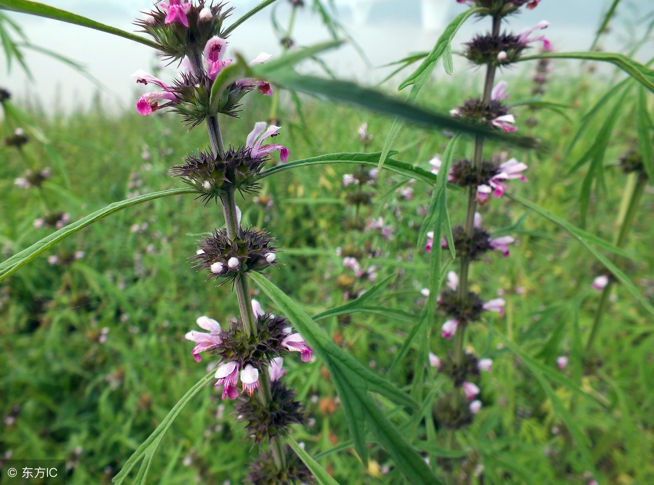 中医中药宝典,益母草15味地道药材