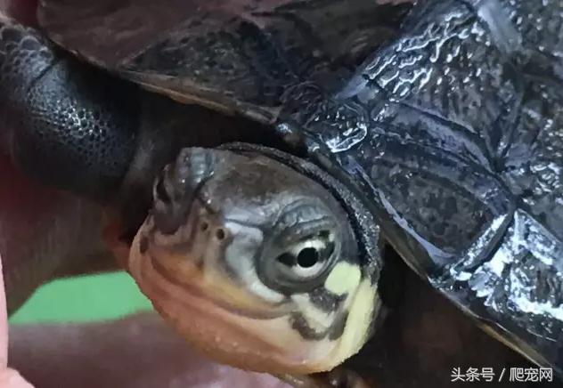 石金钱龟颜色及投资价值的关系