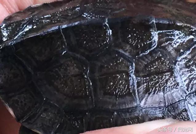 石金钱龟颜色及投资价值的关系