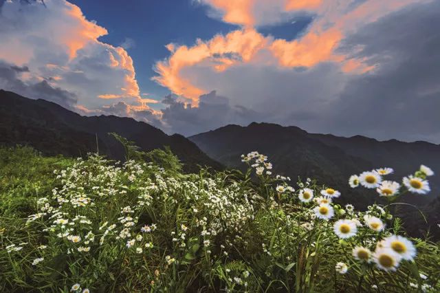 四月寻茶|除了云南普洱、西湖龙井，别小看贵州的这八道茶！