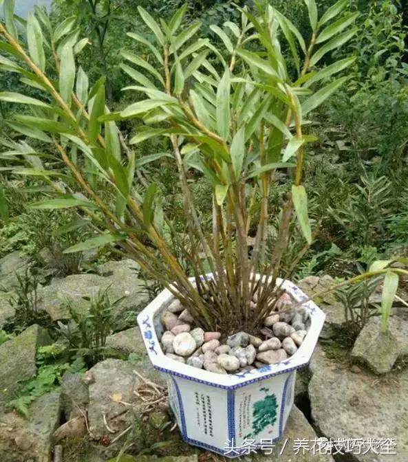 这十种花才是最养生的,家中必种的十种花