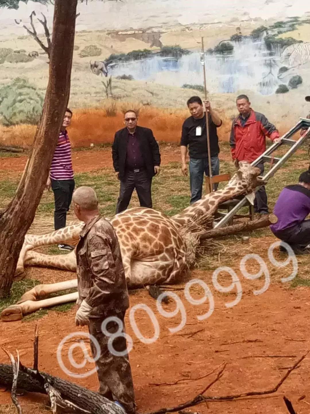 长颈鹿受伤倒地不起,长颈鹿海荣