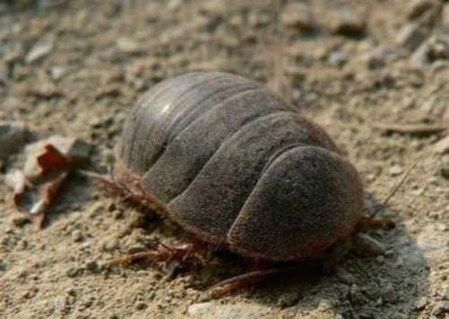 纵横古今谈中医活血化瘀药,活血化瘀中医知识