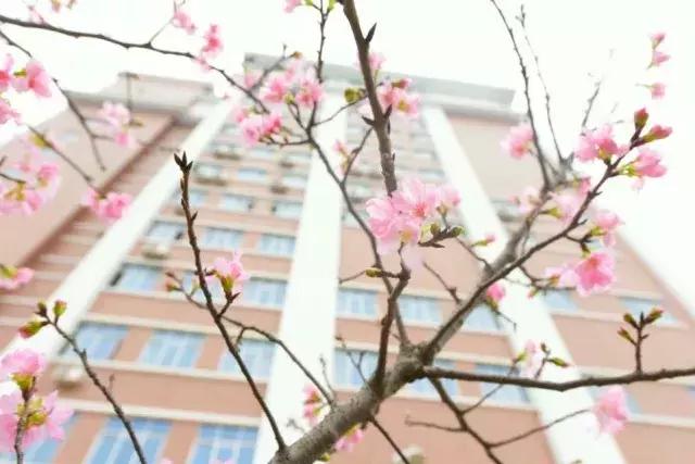 私立华联学院在全国的排名,私立华联学院是正规大学吗