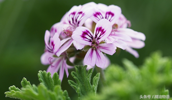 天竺葵精油涂在哪里止痛,面部专用精油天竺葵精油