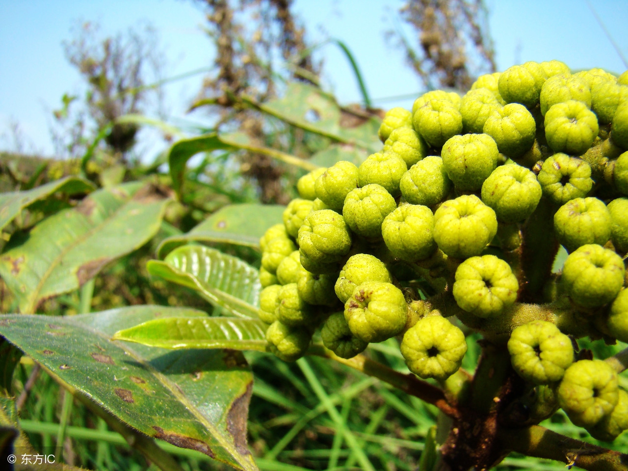 有没有一种外治方法治疗口腔溃疡呢？
