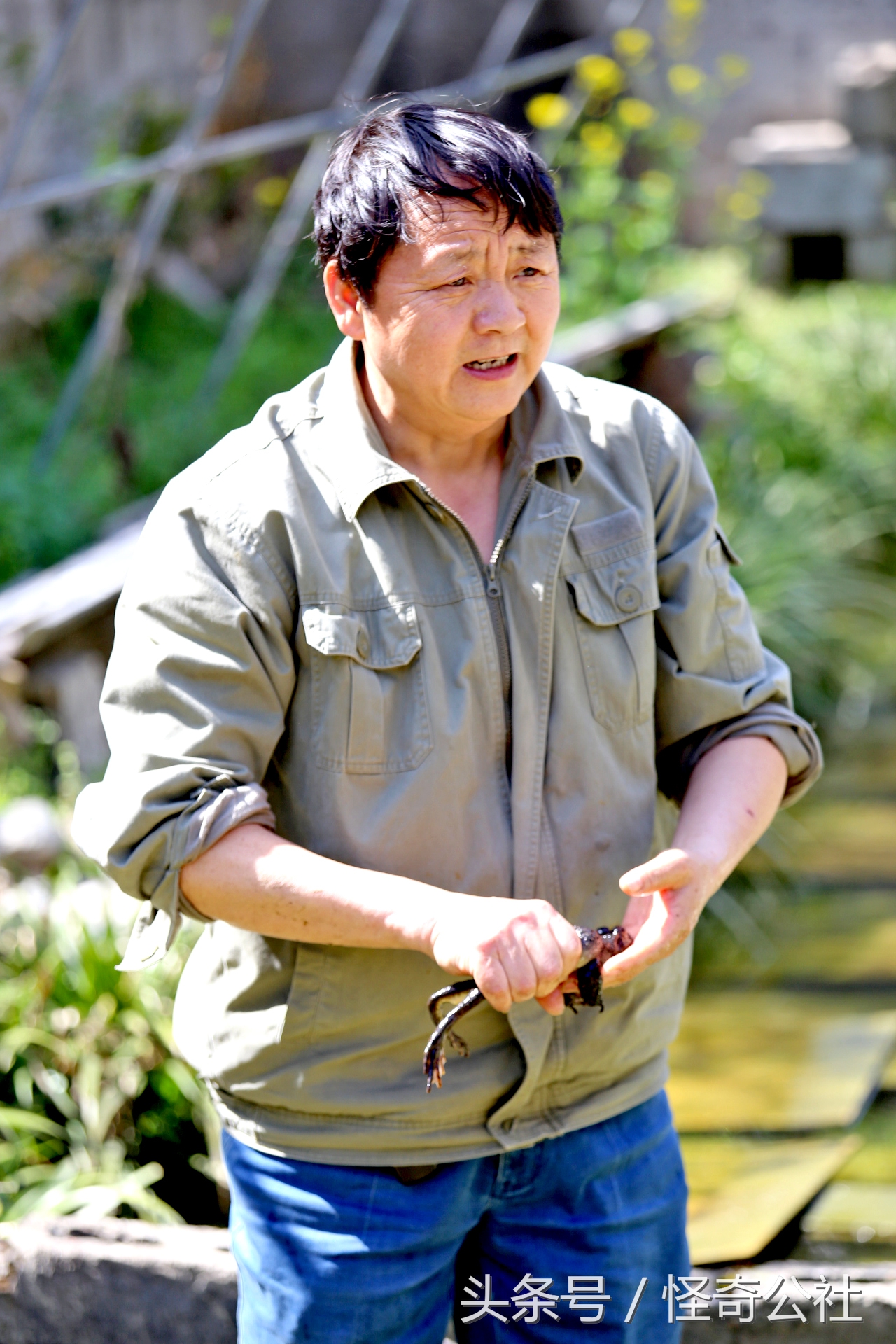 宜昌雾渡河石蛙养殖,石蛙养殖技术附近石蛙养殖基地