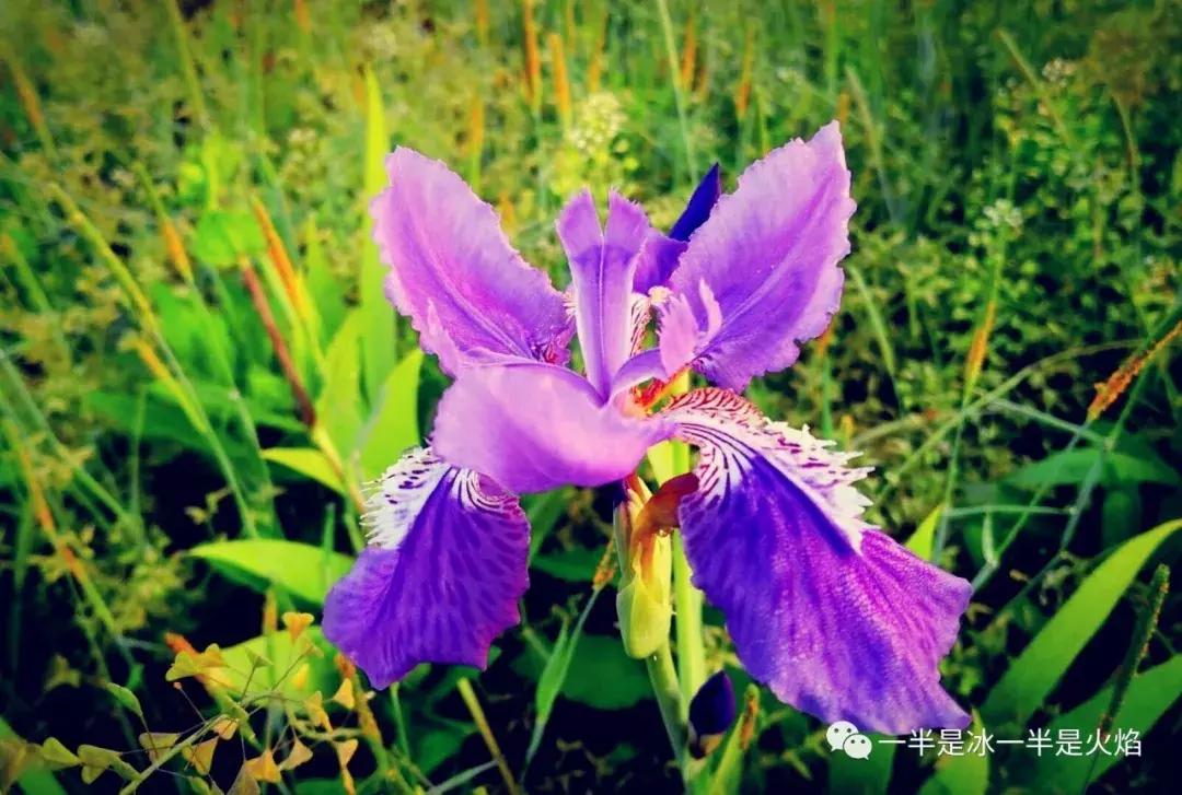 三月三：我有一片阳光，可暖四季薄凉