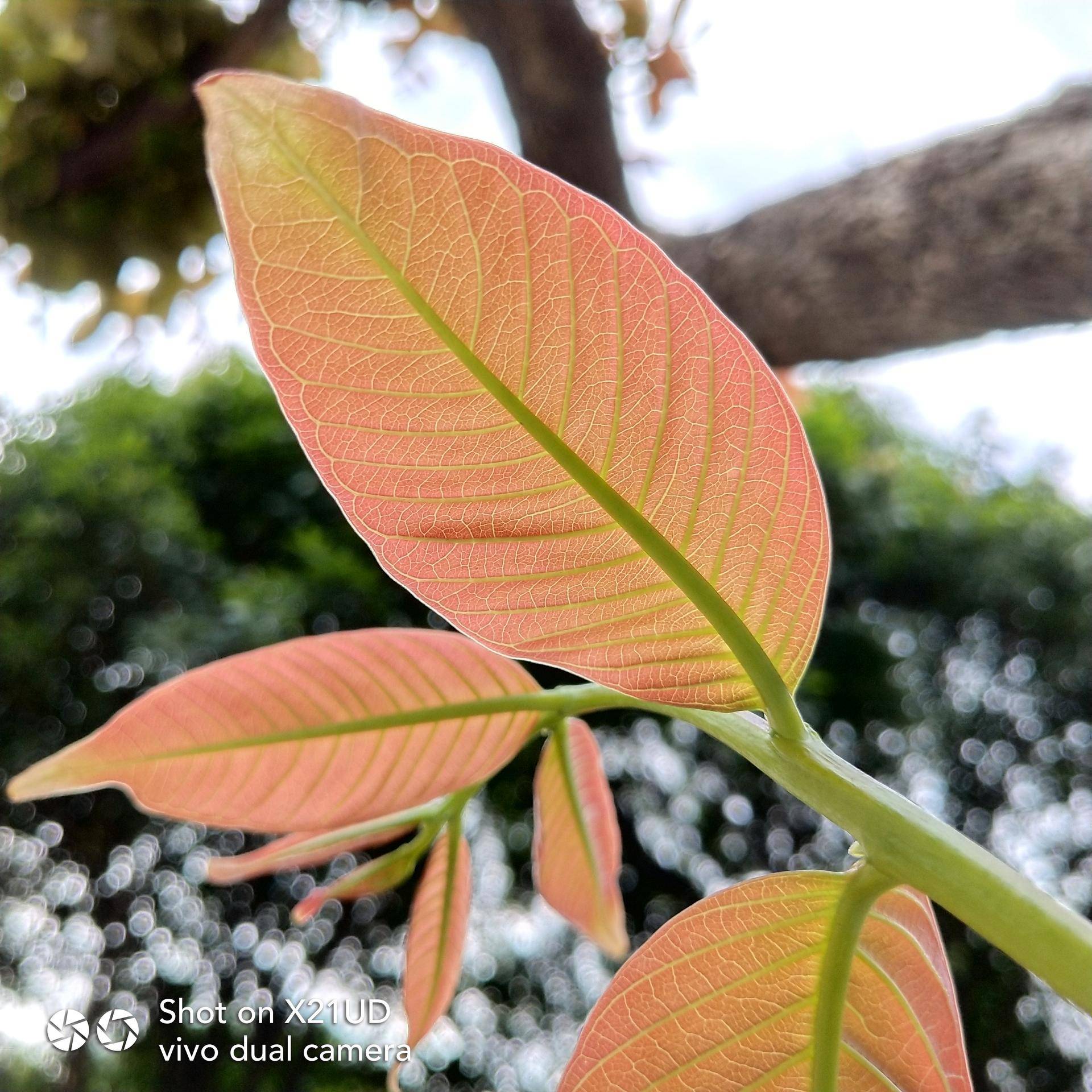 vivox21屏幕指纹版的性能,vivox21屏幕指纹版是全网通的吗