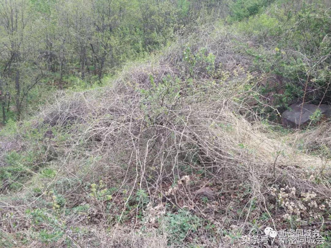 新密市九里山风景区摘槐花,新密超化九里山槐花林