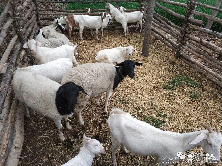 新密市九里山风景区摘槐花,新密超化九里山槐花林
