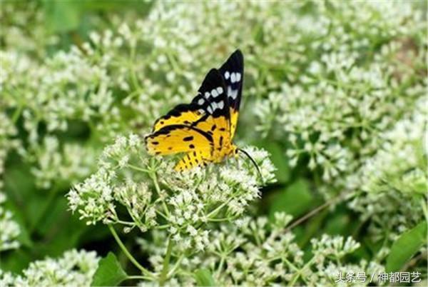 薇甘菊的功效与作用,薇甘菊生长