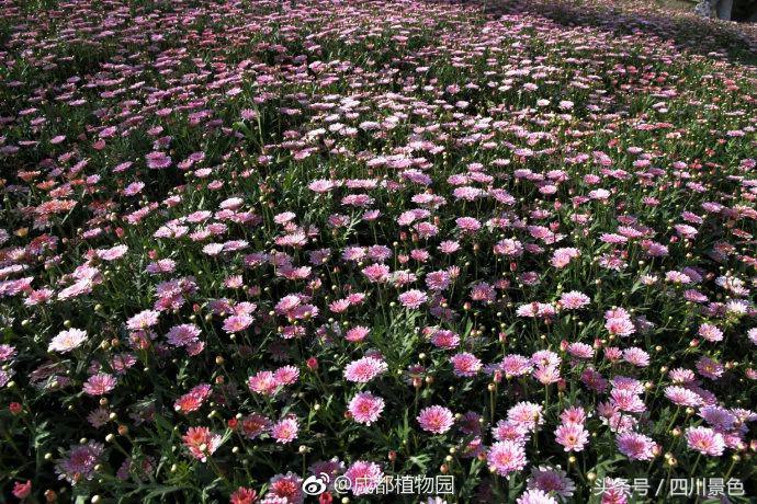芍药成海，蔷薇满园！成都最快0.5h就到！赏四月的花不走远！