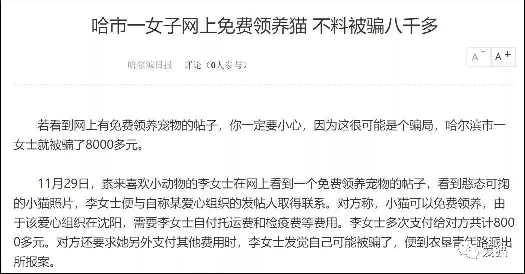 英短猫或蓝猫有没有可以领养的呀,英短猫可以领养吗