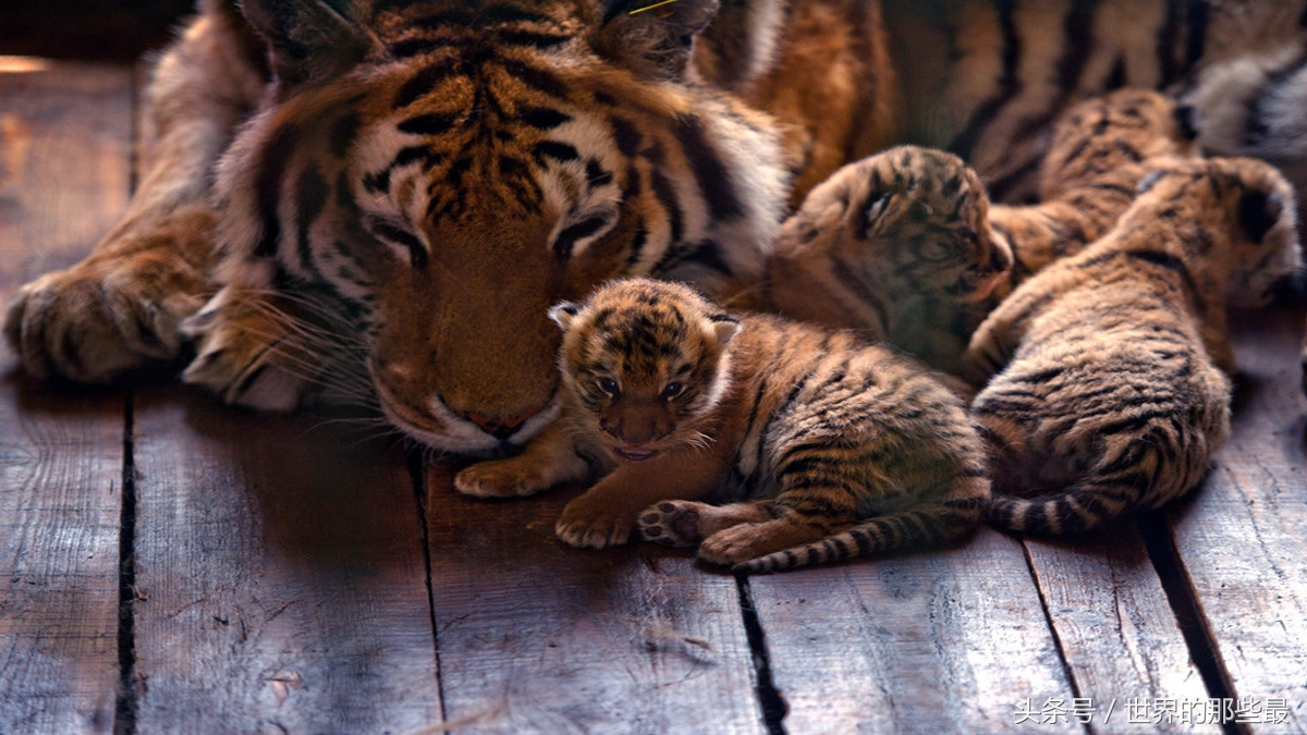 奥尼尔棕熊有多高,奥尼尔徒手能打赢棕熊吗