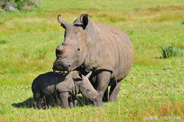 12个孕期的动物,怀孕期最长的动物是什么动物