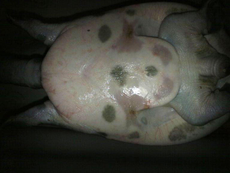 钓到野生甲鱼有什么预兆,钓到一只野生甲鱼视频