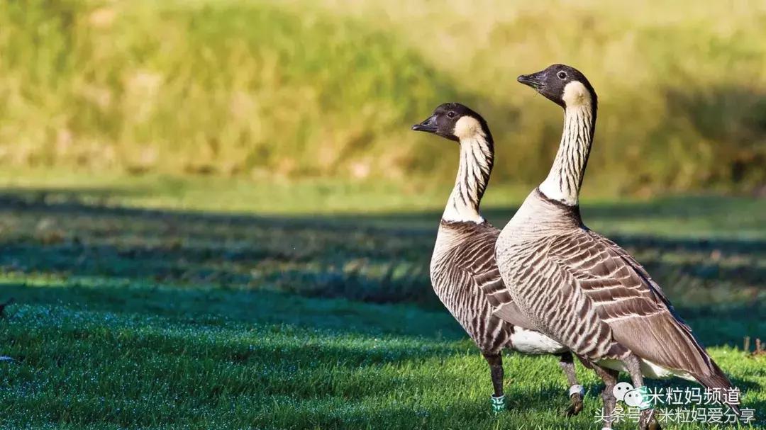 夏威夷怎么跨岛旅游的,夏威夷何时旅游最好