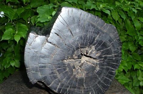 乌木怎么形成,乌木怎么形成的