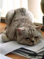 公猫咪有泌尿系统疾病的症状,春季猫咪有哪些表现