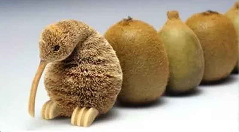 猕猴桃留洋回来变奇异果,猕猴桃真正实力