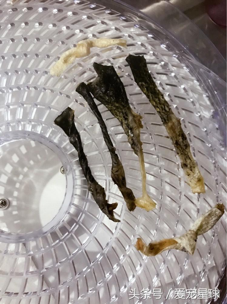 幼犬狗粮自制狗粮教程,怎么给狗自制狗粮器