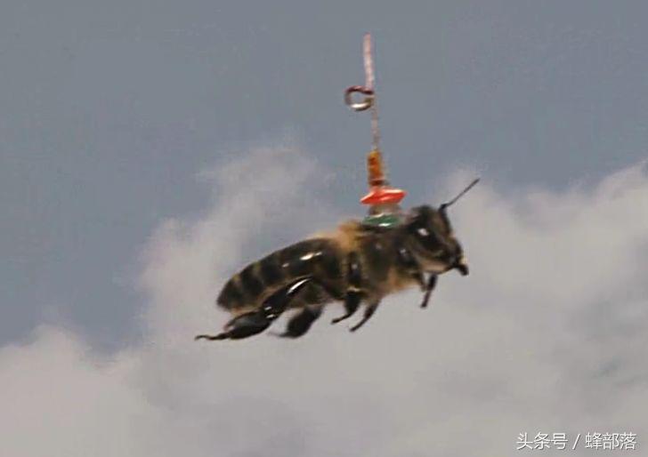 灭胡蜂神器，雷达定位、全程跟踪，直捣巢穴，这招太牛