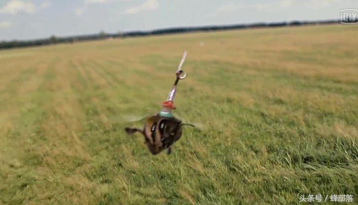 灭胡蜂绝招,灭胡蜂最直接的方法