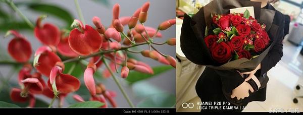 单反2000万像素和手机4800万像素,为什么手机像素比单反像素还高