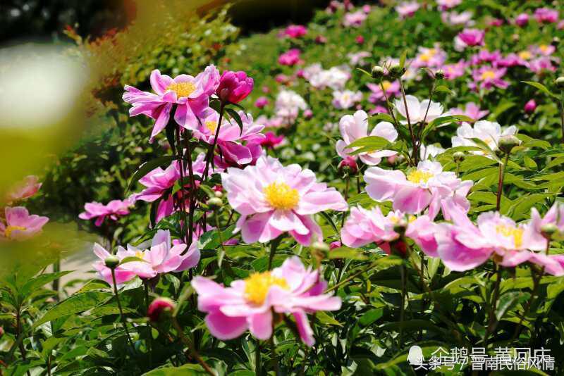 鄢陵花博园花卉节,许昌鄢陵花博园芍药节