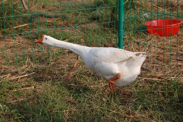 哪种鹅的品种最好产蛋多,鹅什么品种产蛋最多好