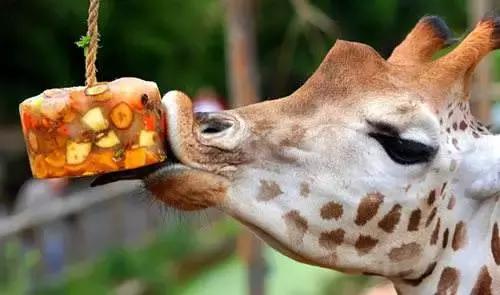 怎么克服美食的欲望,怎么克服饥饿的欲望