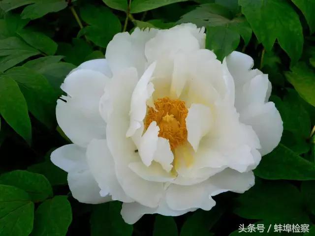 四月的洛阳牡丹盛开的地方,四月洛阳花开满城是花海