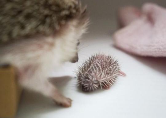 家里养刺猬对风水有什么影响,养刺猬的体验