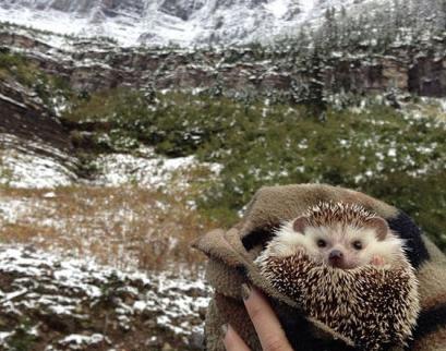 家里养刺猬对风水有什么影响,养刺猬的体验