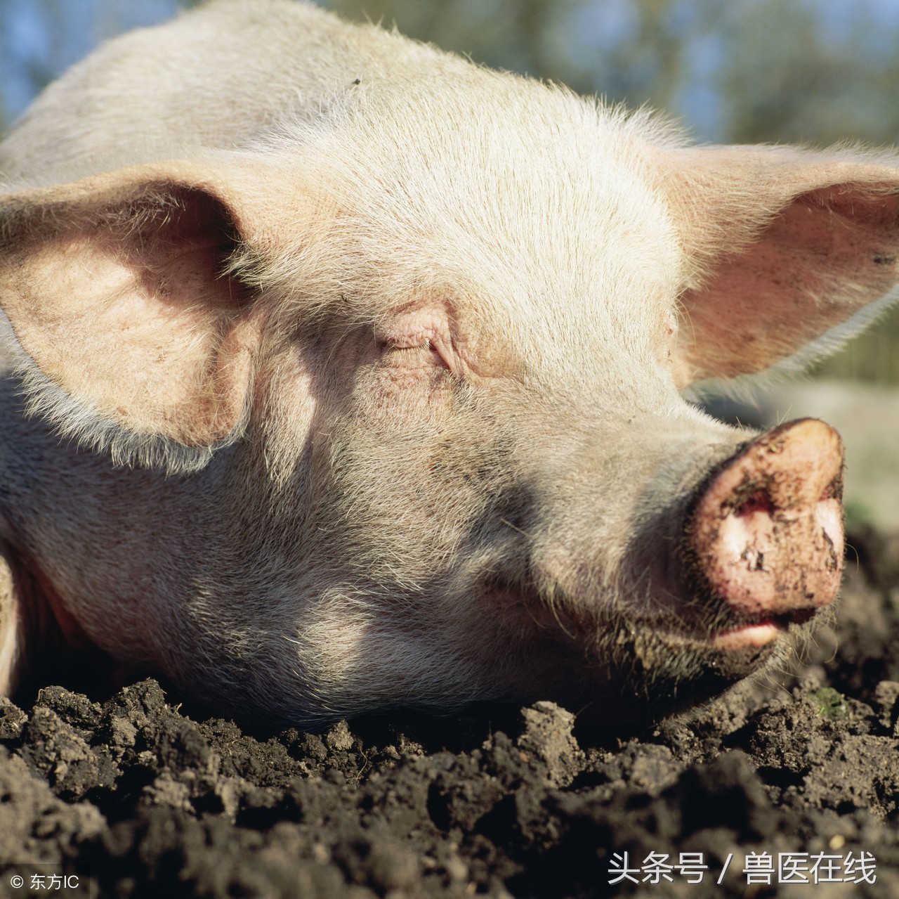母猪不吃料，你可知道为什么？