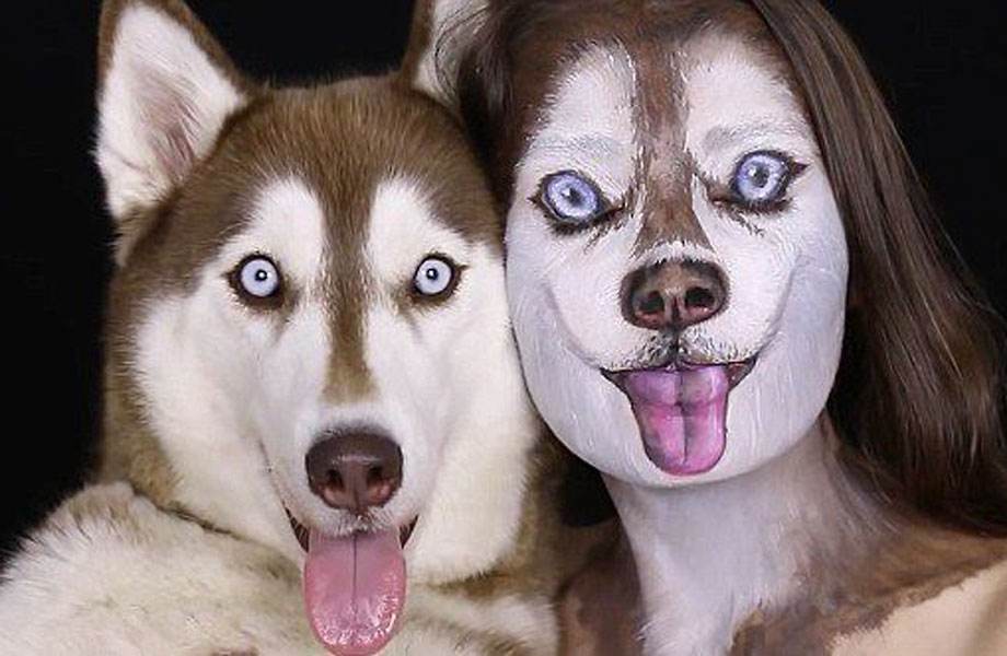 「涵姐说:哈士奇」哈士奇/西伯利亚雪橇犬介绍、优缺点、喂养等