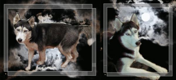 「涵姐说:哈士奇」哈士奇/西伯利亚雪橇犬介绍、优缺点、喂养等