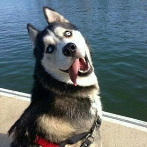 哈士奇和西伯利亚雪橇犬区别,哈士奇与西伯利亚雪橇犬区别