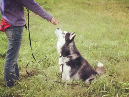 西伯利亚雪橇犬和哈士奇的区别,西伯利亚雪橇犬与哈士奇一样么