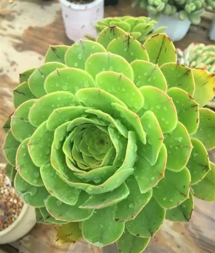 多肉居然能有这么顽强的生存,多肉可以养成什么样的小萌物