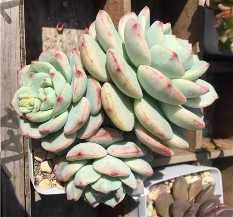 多肉居然能有这么顽强的生存,多肉可以养成什么样的小萌物