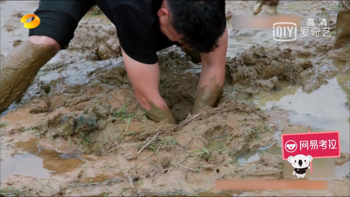 向往的生活黄鳝和泥鳅,向往的生活第三季黄鳝和泥鳅